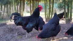 Jersey Giant Zuchthahn mit Hennen